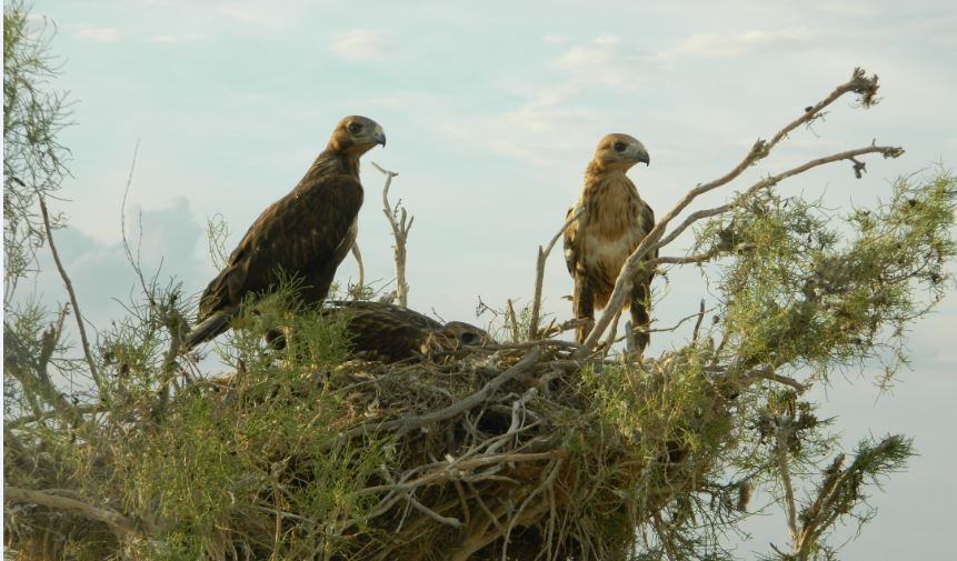 HD сапада жалаңаш модельдердің видеосы