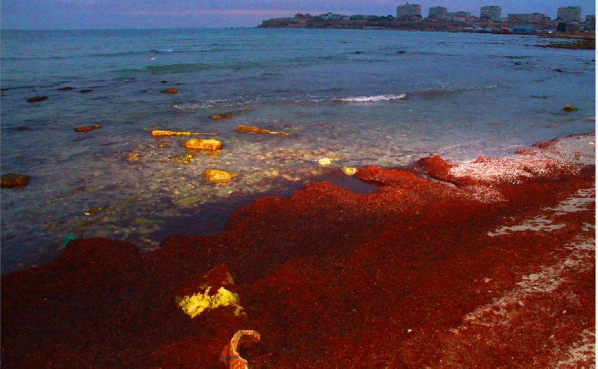 Каспий жағалауындағы су неліктен қызыл түске боялғанын экологтар түсіндірді