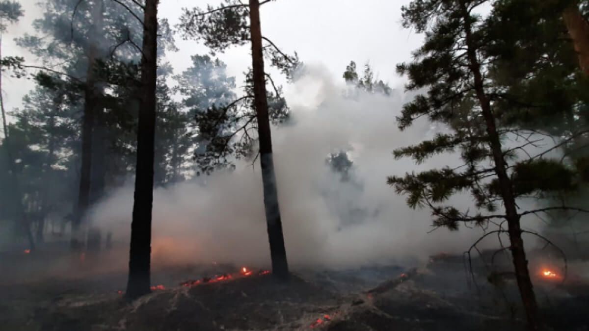 ШҚО-да орман өрті сөндірілді