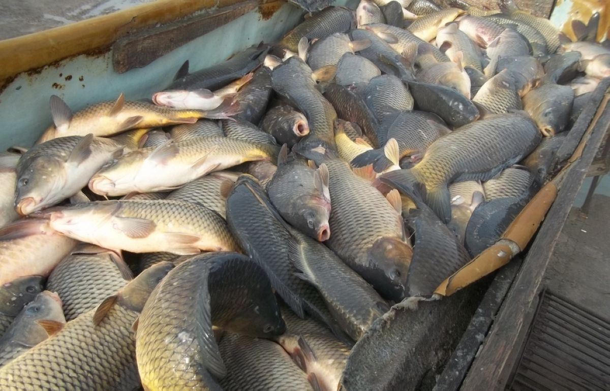 Сардоба апаты: Өзбекстаннан Мақтааралға ағып келген балықты жеуге бола ма?