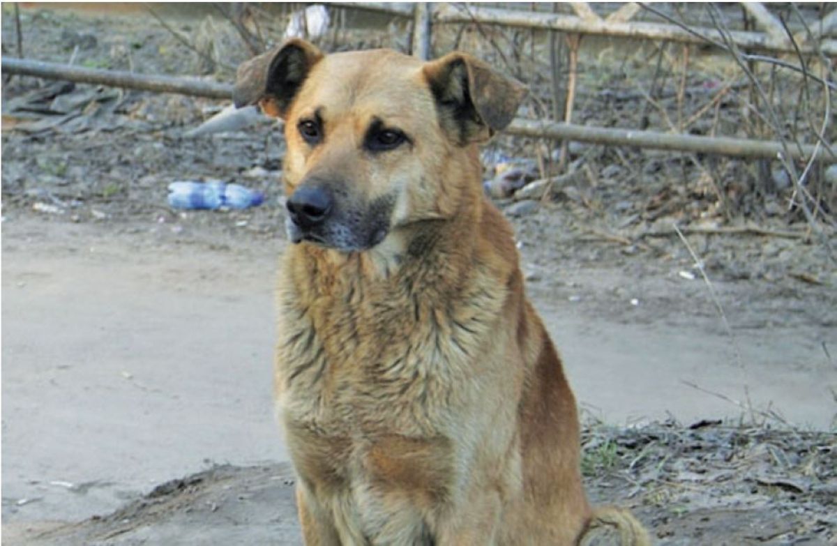 Ауылдасының итін  жеп қойды
