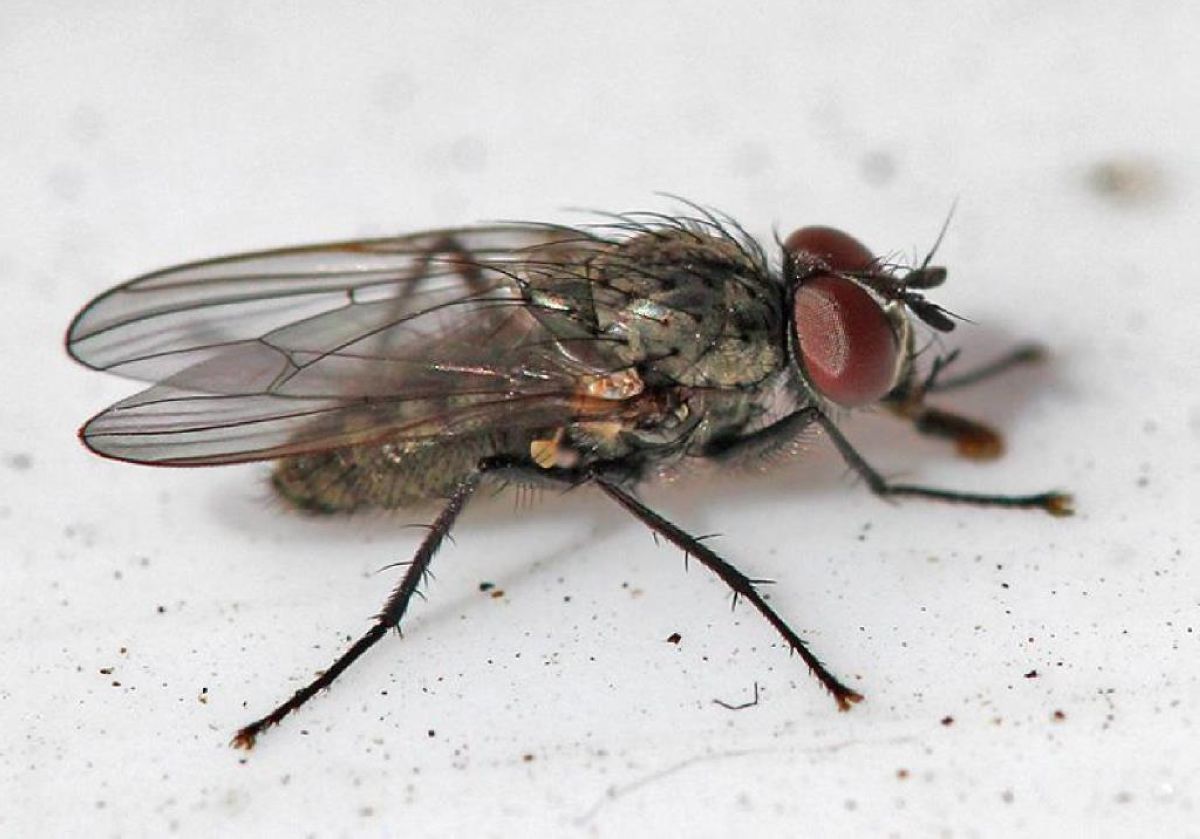 Үлкен үлкен бөкселер секс