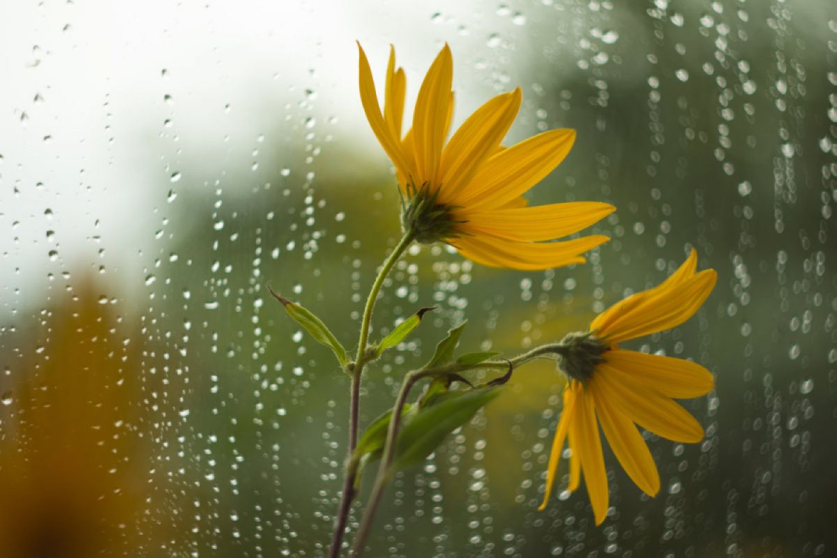 23 шілдеге арналған ауа райы болжамы