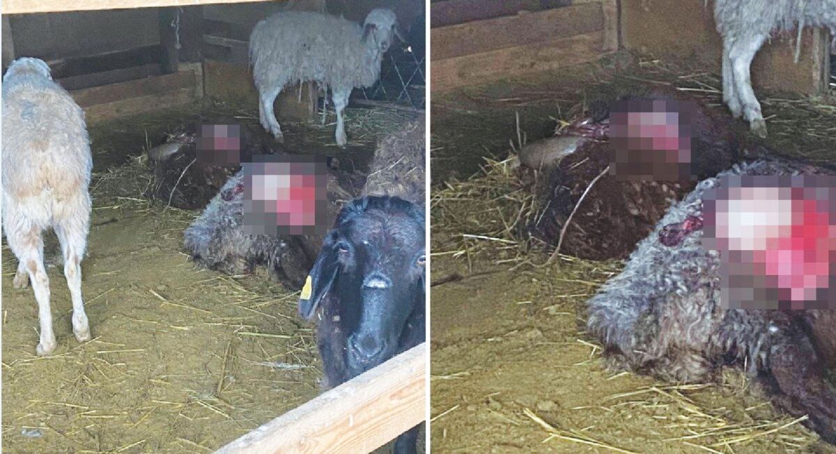 Бір қора қойды ит қырып кетті