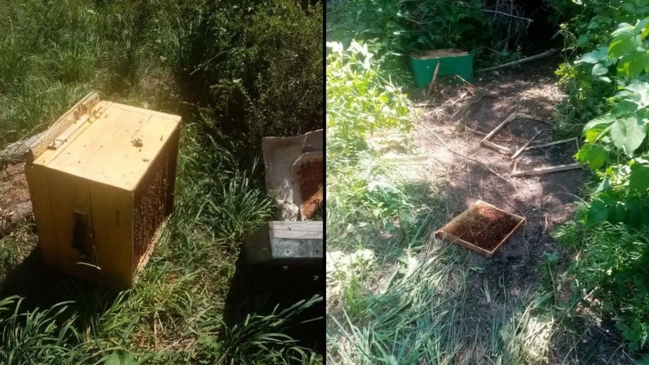 Шығыс Қазақстанда аюлар омарташыларға маза бермей тұр