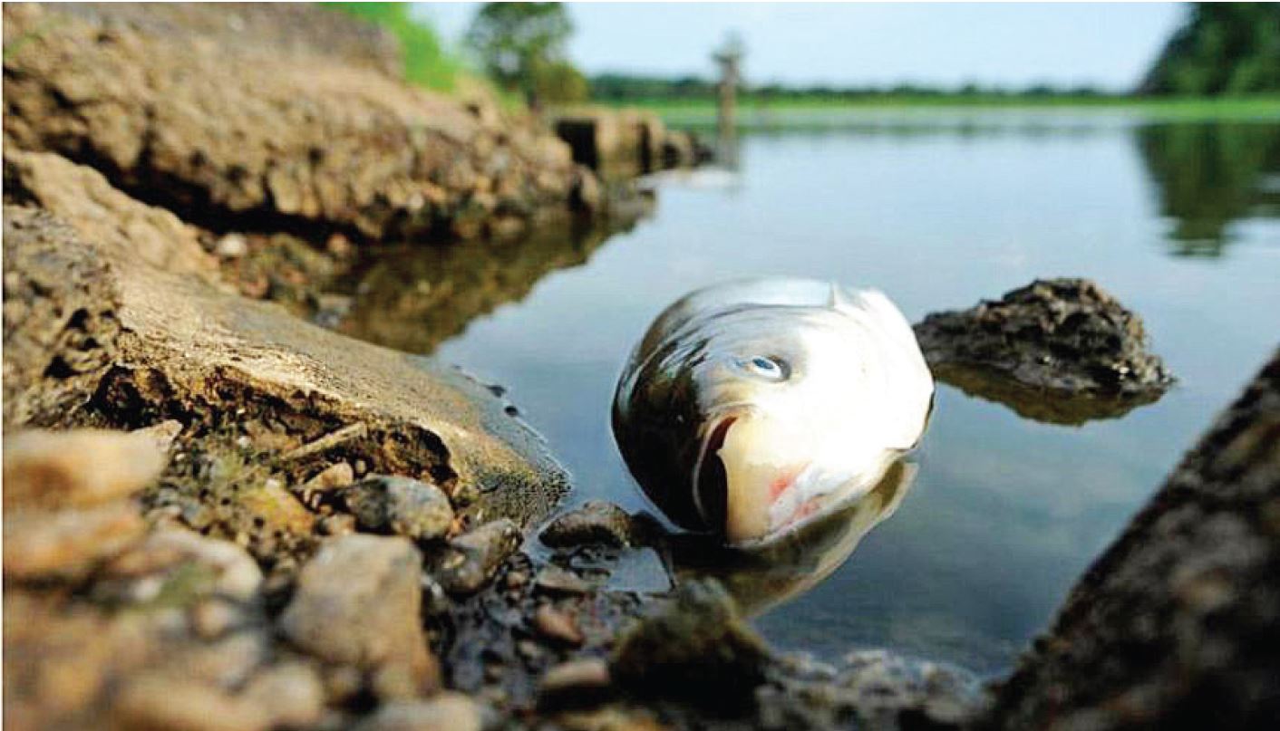 Бурабайда биыл да балық қырылды