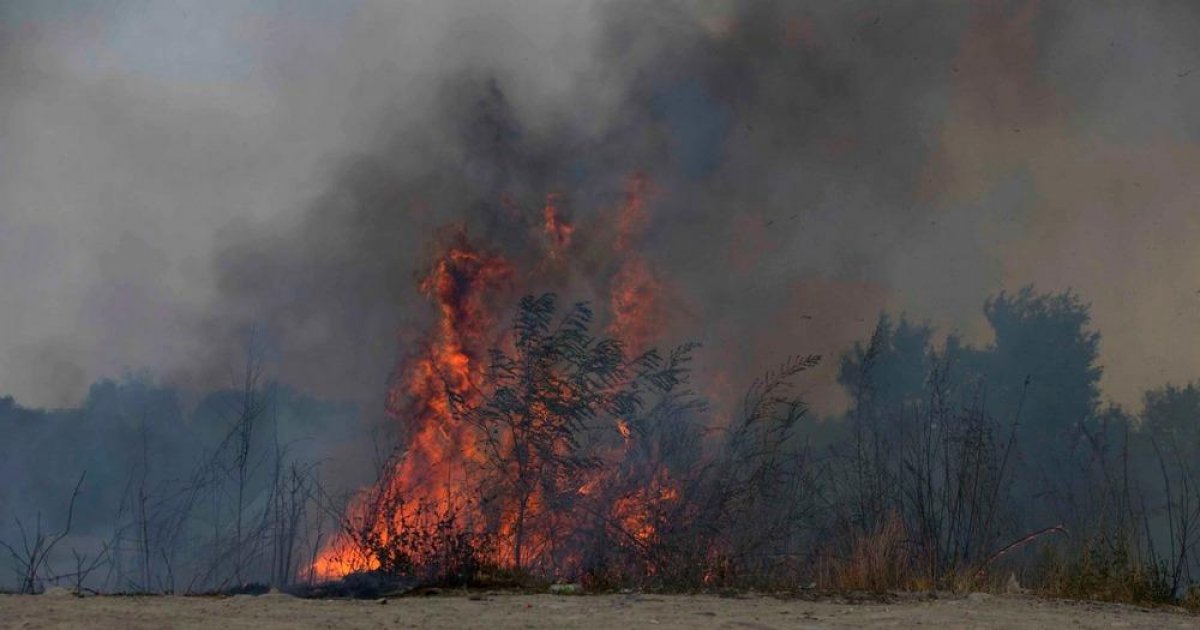 Алматыда ағаштарға өрт қойған ер адам ұсталды