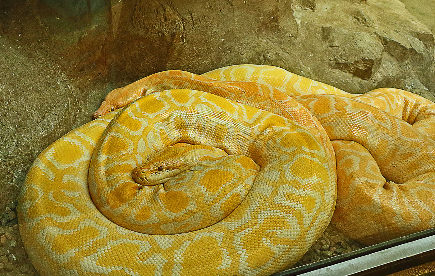 Жеті метрлік питон әйелді жұтып қойды