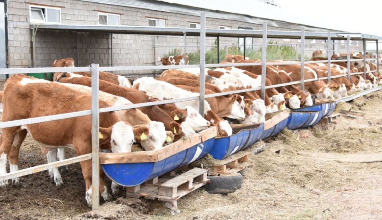 Ақмолада сүт фермалары көбейді