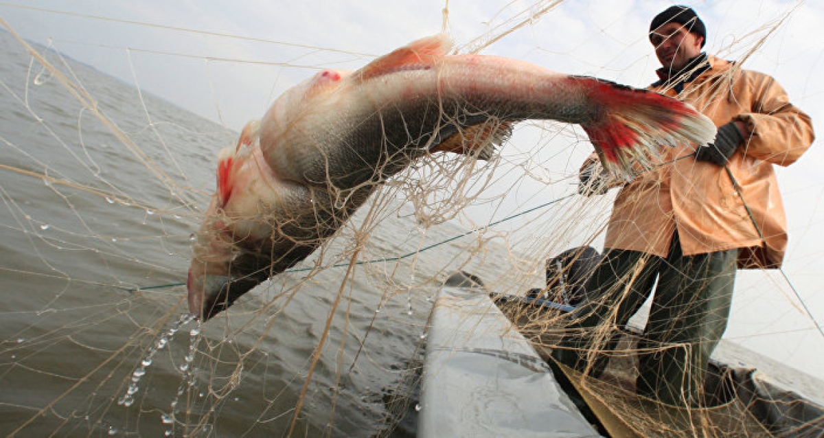 Біз балық шаруашылығын тек қана қағаз жүзінде дамытып жатырмыз – Мәжіліс депутаты