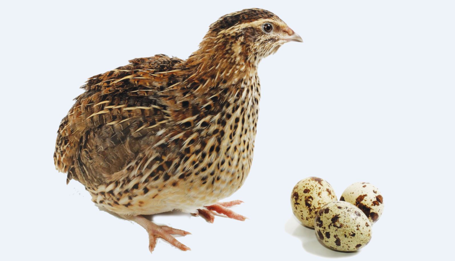 Құс баққан Усманов