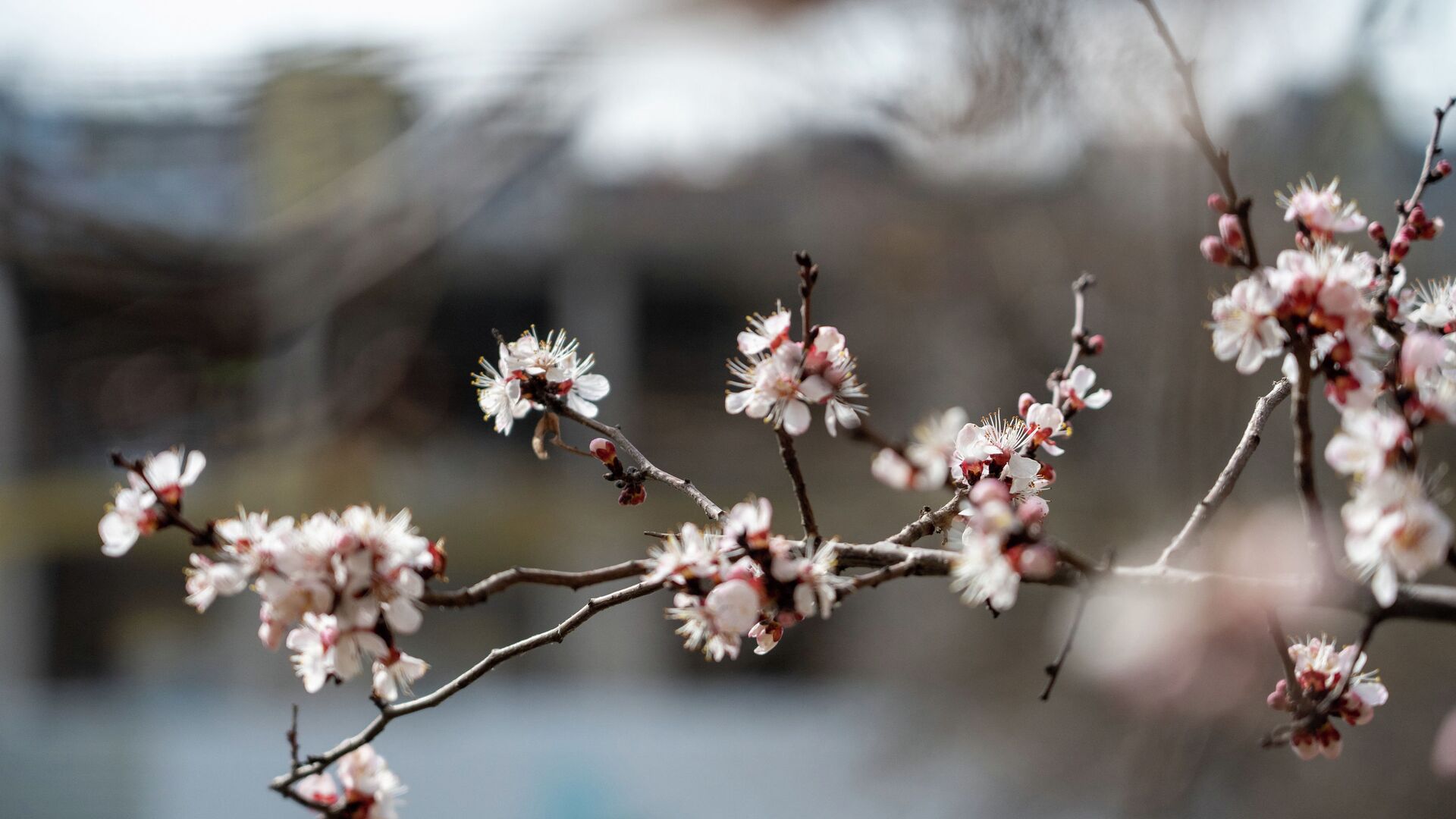 Демалыс және мейрам күндерінің ауа райы болжамы: Күн күрт жылынады