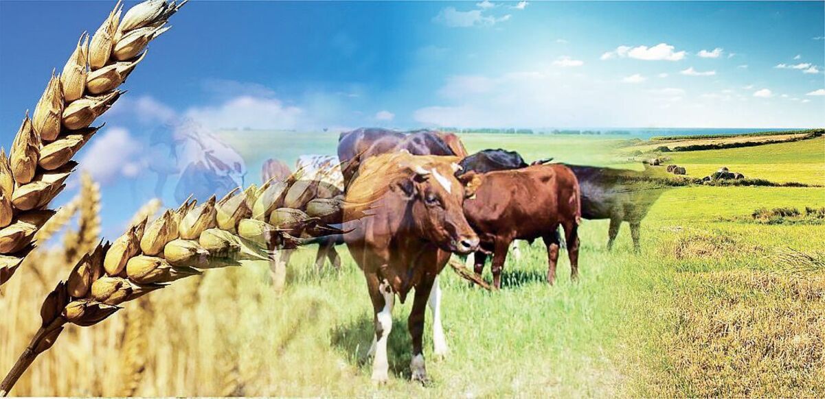 Ауыл шаруашылығы кооперативтеріне 1 трлн теңгеге жуық қаржы бөлінеді