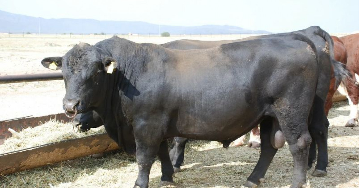 Министр Ербол Қарашөкеев бұқа мен қойды экспорттауға квота енгізді