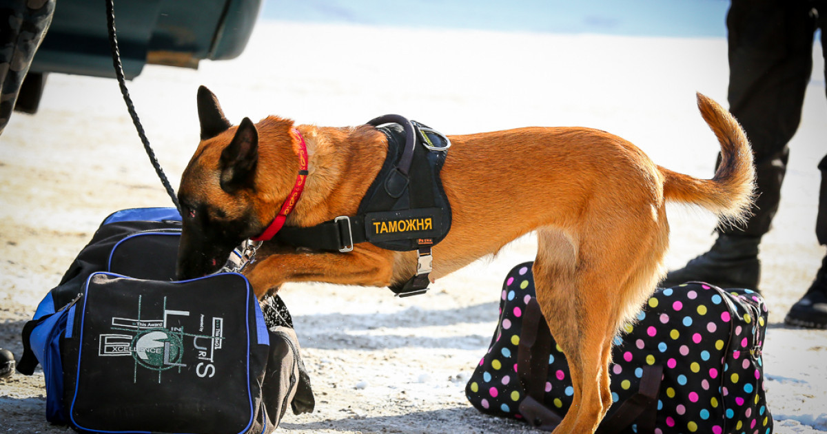 Қорғастан қыруар қаржы алып өтпек болғандарды итпен іздеп тапты