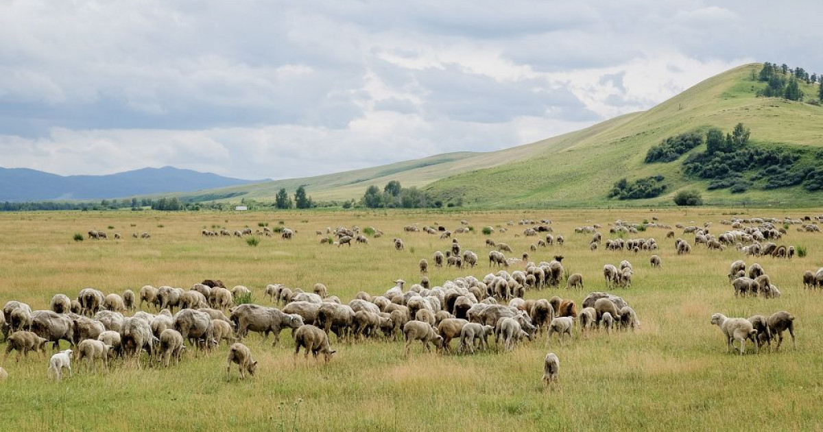 Жайылым жанайқайға айналды