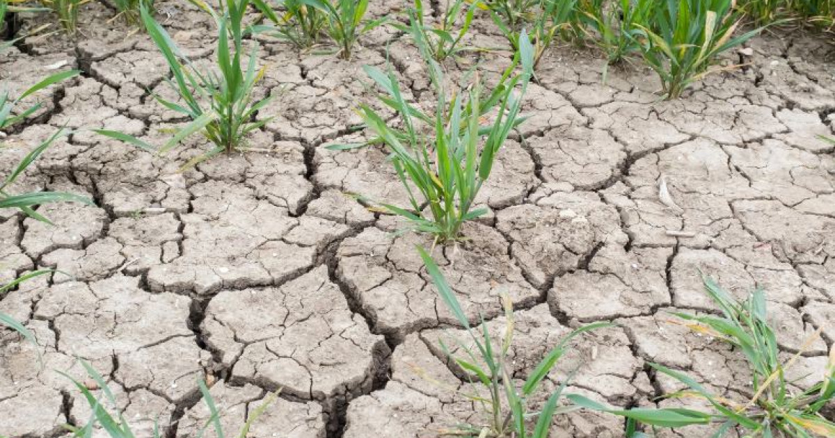 Жамбылдағы су тапшылығы: шаруалардың шығынын кім өтейді?