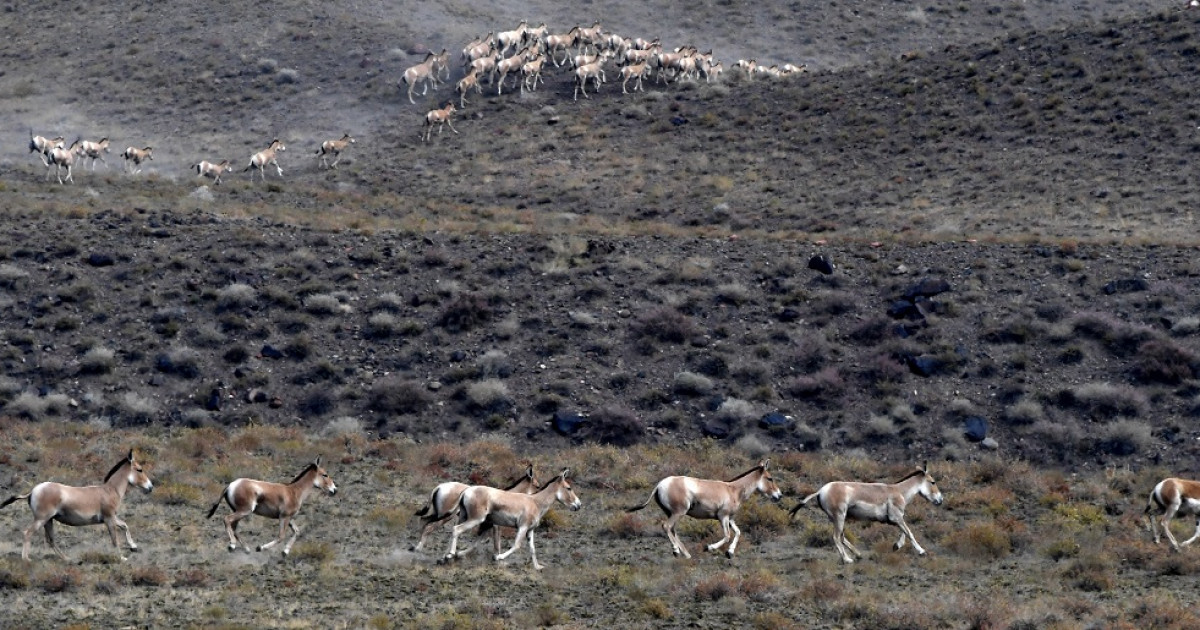 Құландар қайта жортады