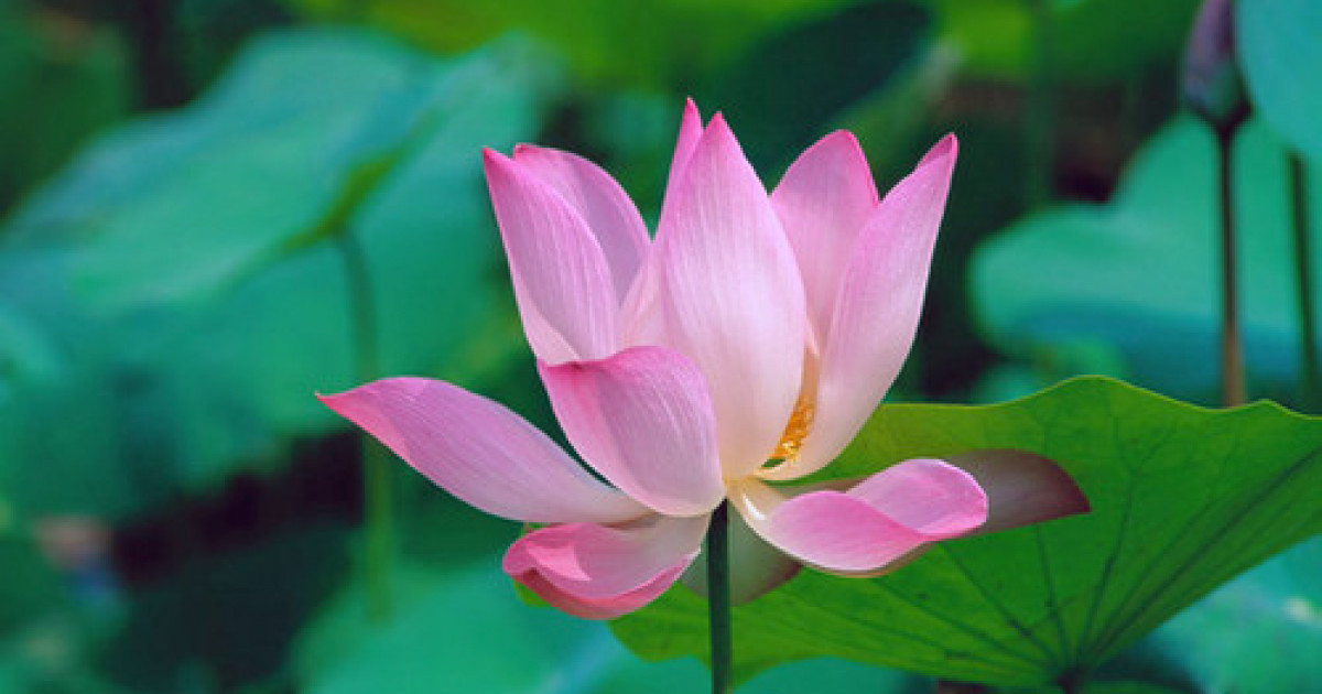 Қазақстанда лотос фестивалі өтеді