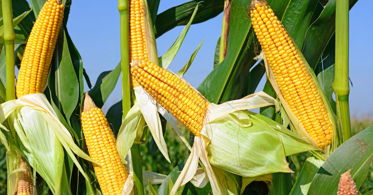 Жетісу мен Алматы облысында шаруалар жүгеріні сата алмай отыр