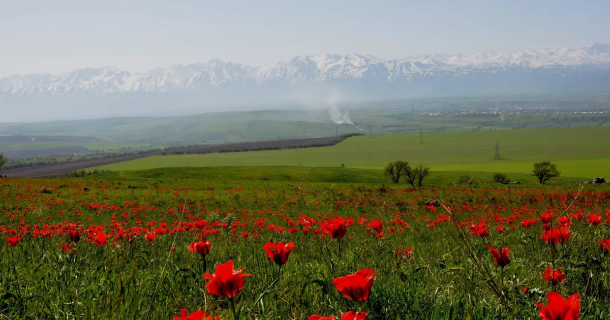 Жаңа заң: Жайылым жалға берілмейді