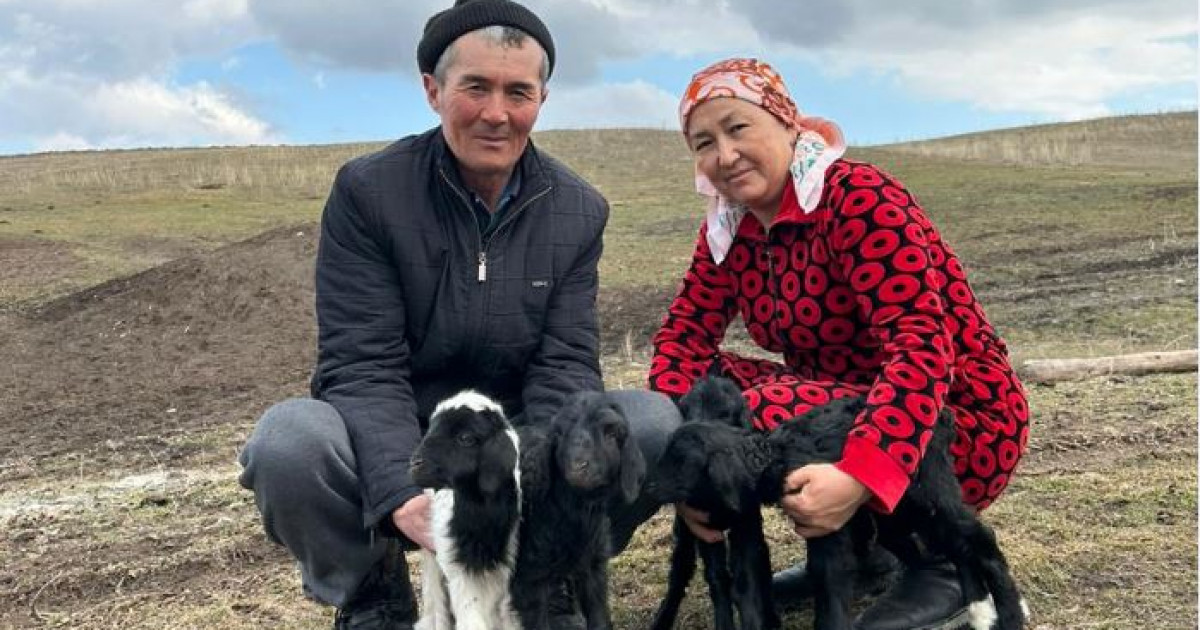 Береке тасығанда бес қозы туады