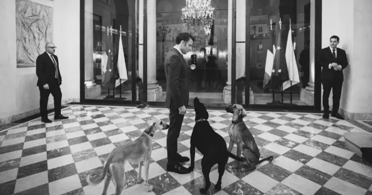 Франция президенті Эмманюэль Макронның қазақы тазылармен түскен фотосы жарияланды