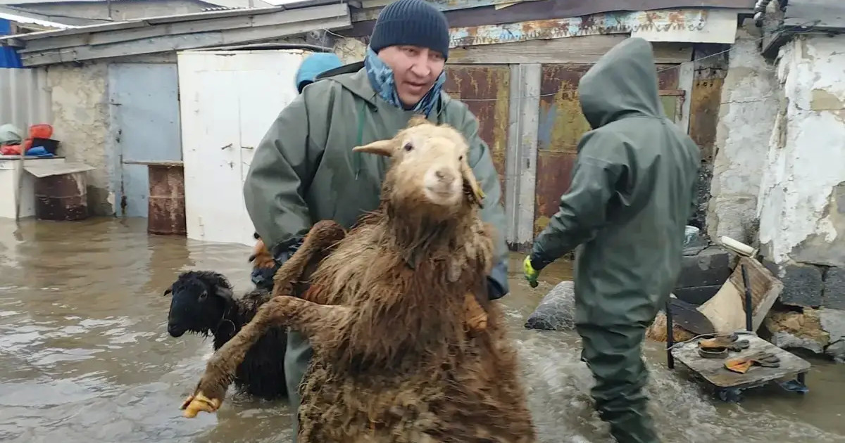 Ақтөбеде мал шығынына өтемақы төлеуге 2,2 млрд теңге бөлінген