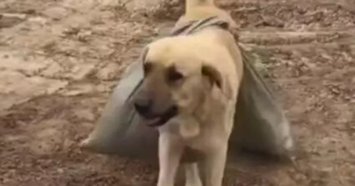 «Аты – Пшөн»: Жайық өзенінде бөгет жасауға көмектескен ит желі жұлдызына айналды