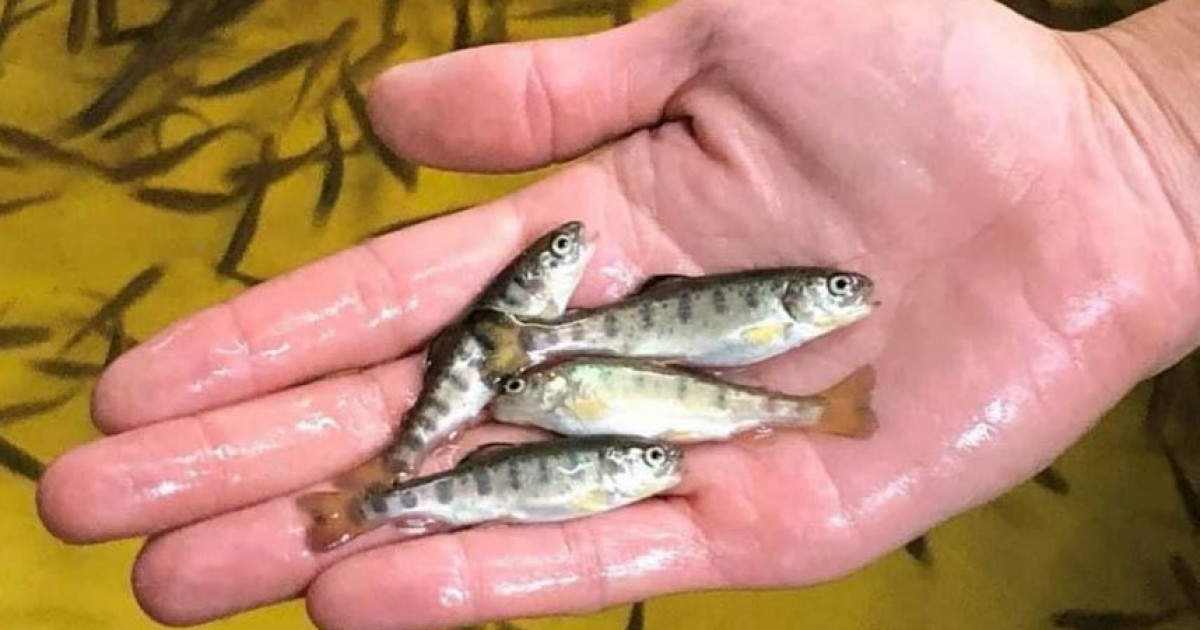 Ауылға ханбалық келді