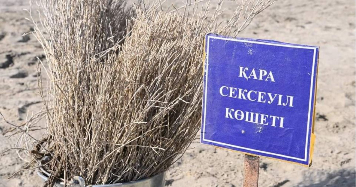 Құм көшкінінен сексеуіл қорғайды