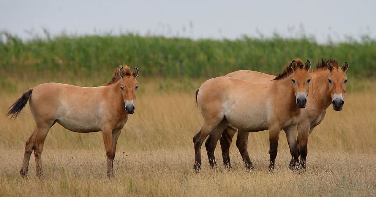 Кері оралған керқұлан