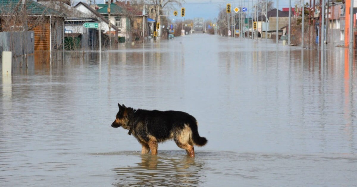 Петропавлдағы Ойқала ауданының су басқан учаскелерін тәртіп сақшылары қоршауға алды