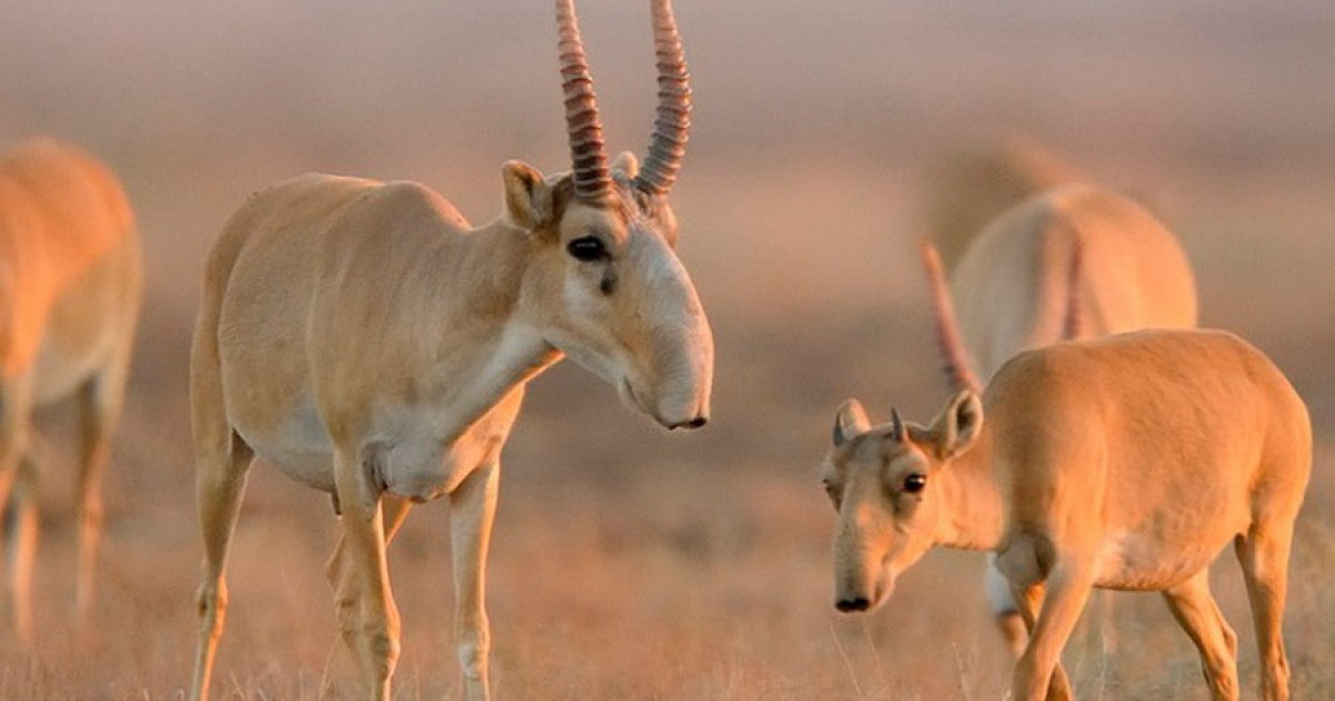 Президент ақбөкендерді атуға тыйым салды