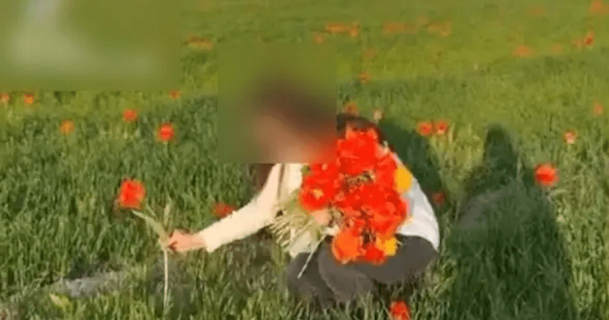 Түркістан облысында қызғалдақты жұлған 22 жастағы қыз жауапқа тартылады