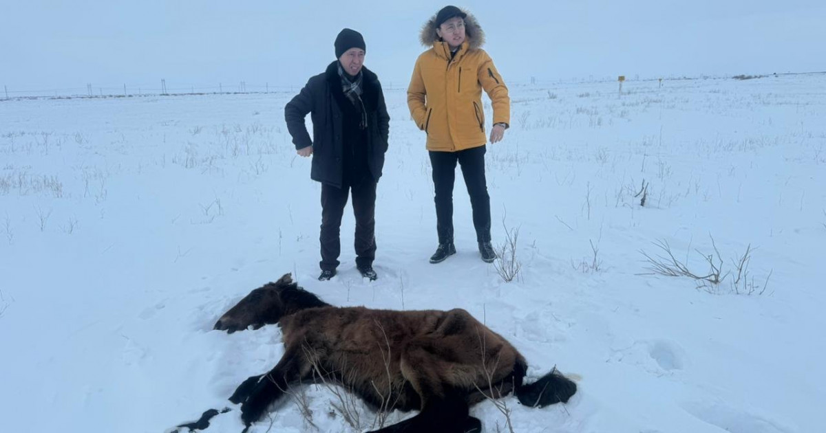 Ұлытаудағы жұт: депутат ауыл шаруашылығын дамыту үшін алған несиеге кешірім жариялауды ұсынды