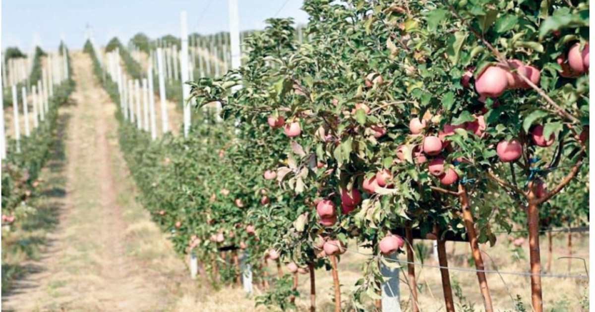 Үдемелі бақ үмітті ақтамады