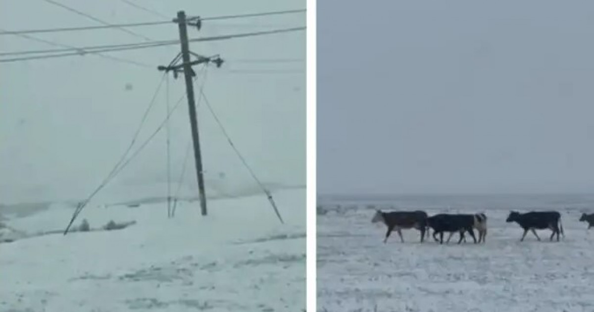 Жамбыл облысында қар жауды