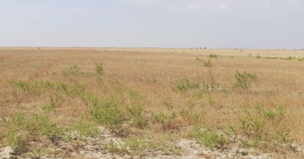 Алқаптағы арамшөп келтірмесін залал көп