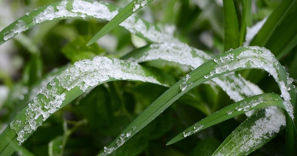 Бірнеше өңірде үсік жүреді: 17 мамырға арналған ауа райы болжамы