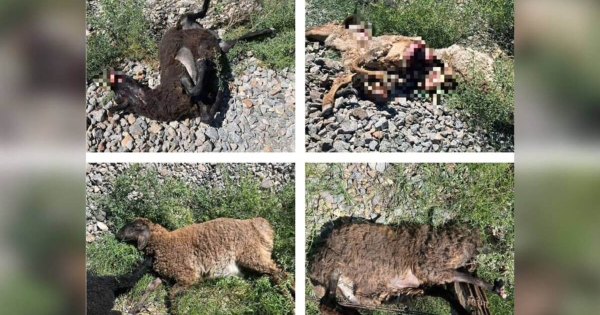 Қызылордада 11 қойды жүк пойызы қағып кетті