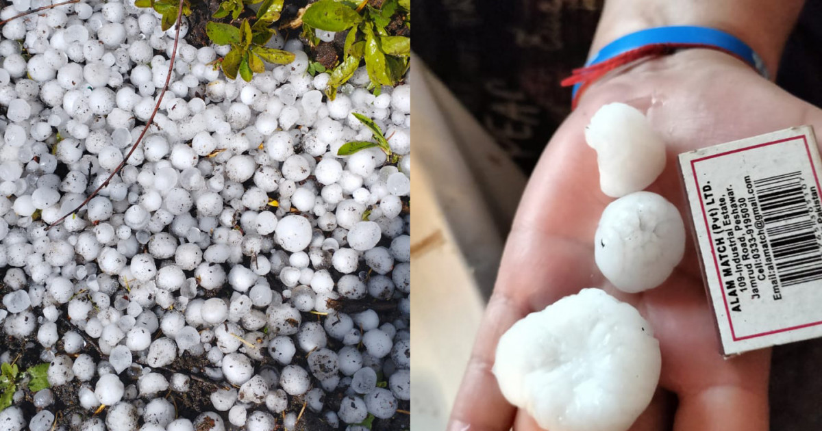 Көлемі жаңғақтай: Солтүстік Қазақстанда бұршақ жауды (видео)