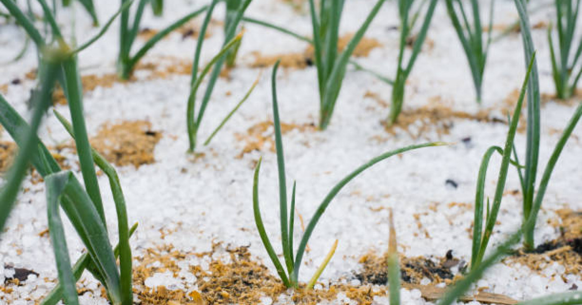 Нөсер жаңбыр, бұршақ: 19 мамырға арналған ауа райы болжамы