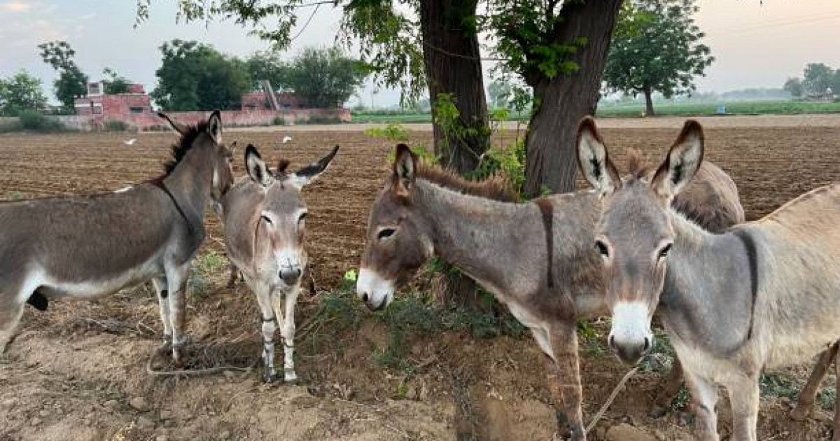 Балапан есекке сиынып жатыр (фото)