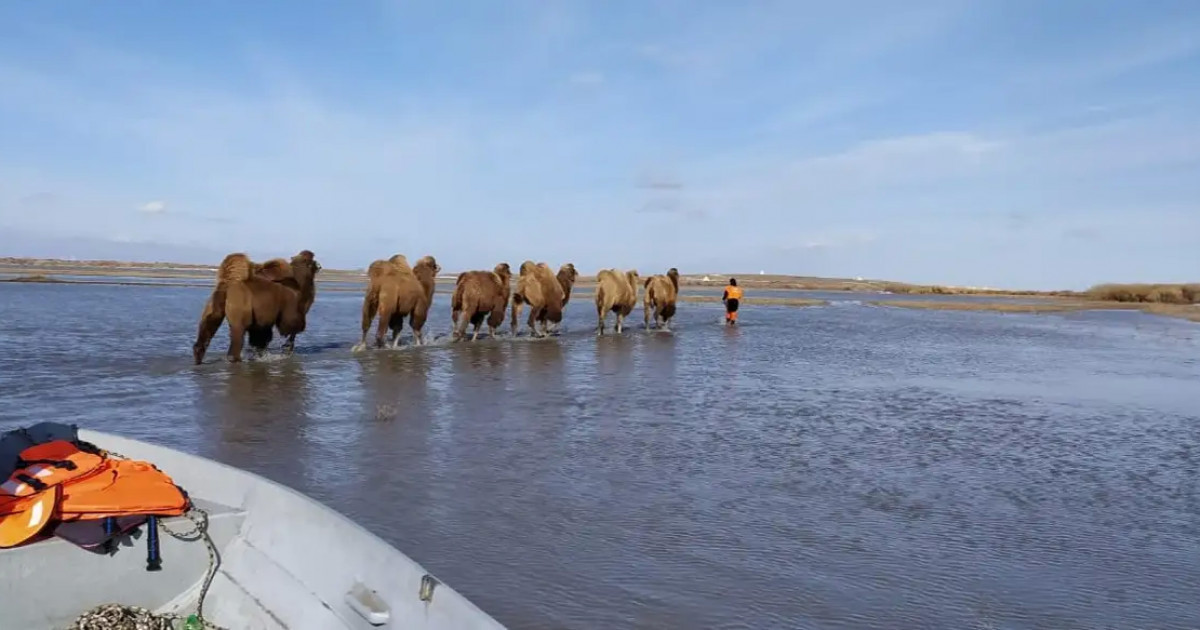 Су тасқыны: Құжаты жоқ мал иелері өтемақыны қалай алады?