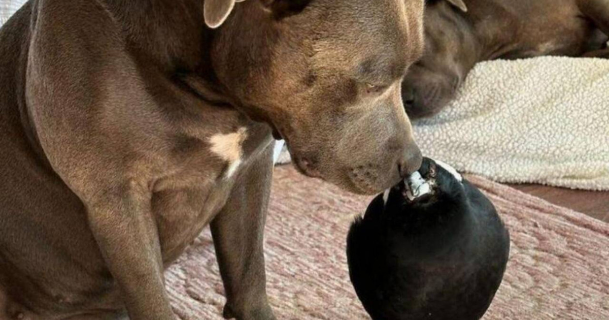 Сауысқан мен иттің достығы: екеуін табыстыру үшін премьер-министр заңды өзгерткен