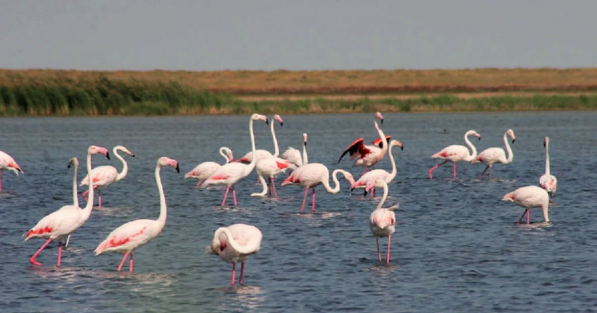 Юлиана Ромашина жалаңаш