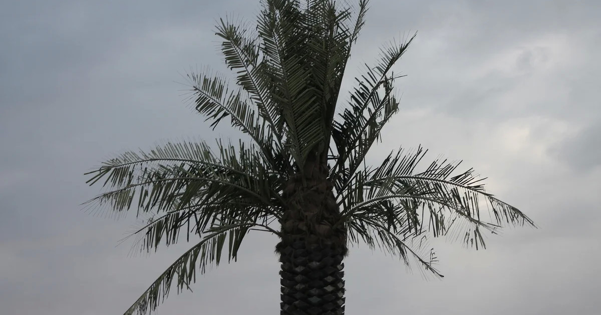 Ақтау тұрғындары жағалаудағы пальма ағаштарынан көз жазып қалды