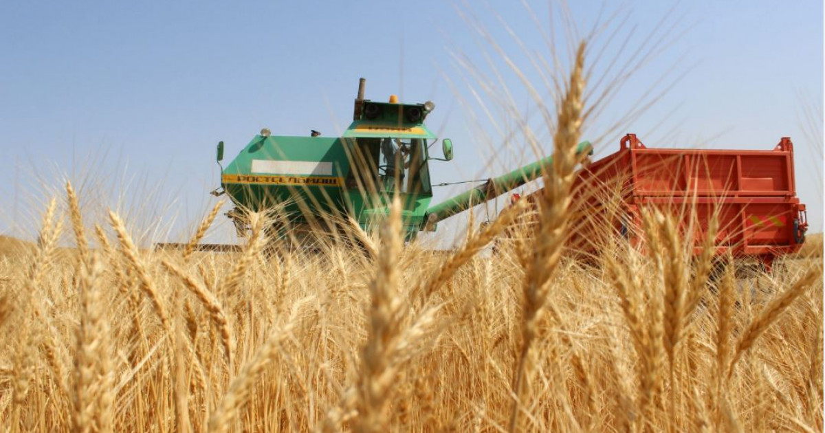 Тәтті түбірден – тарихи рекорд