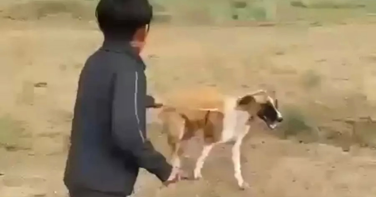 Ақтөбе облысында итті аяусыз пышақтап тастаған мектеп оқушысына қатысты тың дерек айтылды